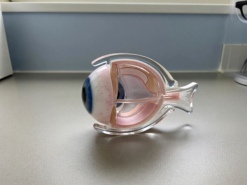 چشم انسان چگونه کار می‌کند؟